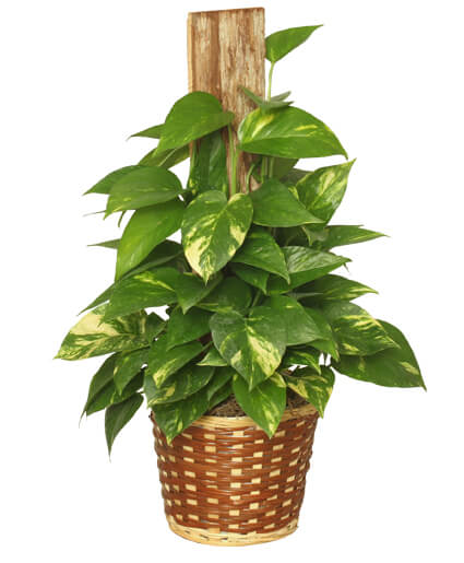 Golden Pothos Plant in Decorative Basket