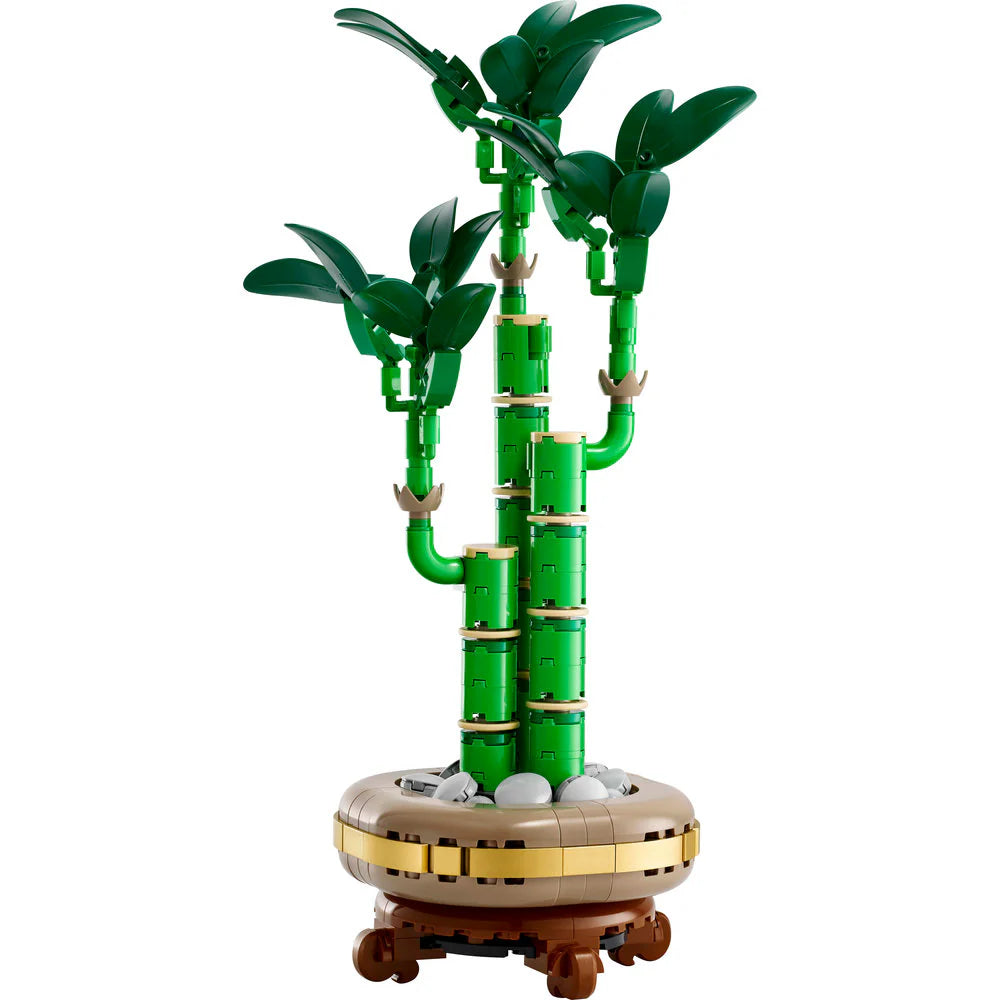 Lucky Bamboo