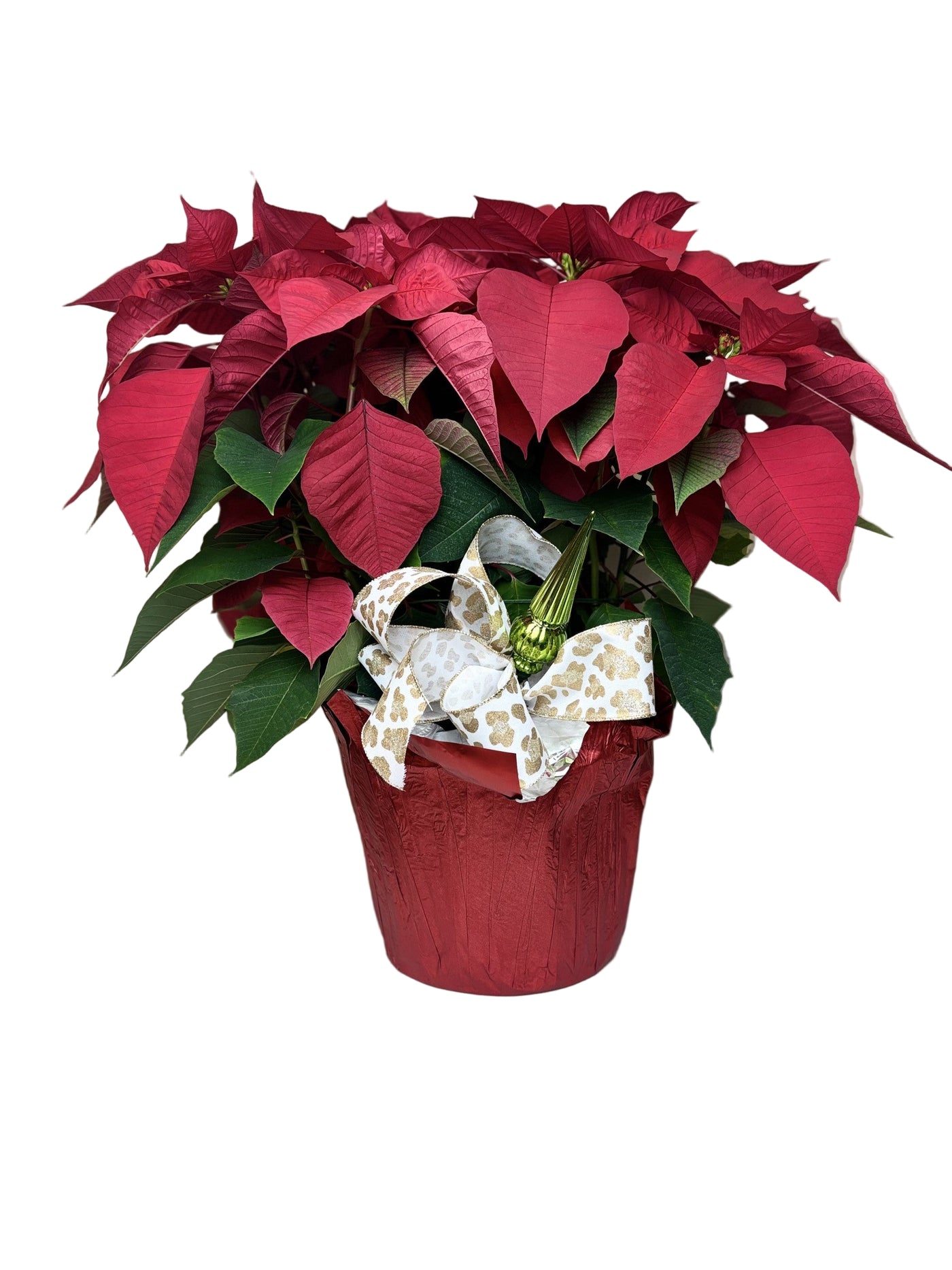 Poinsettia