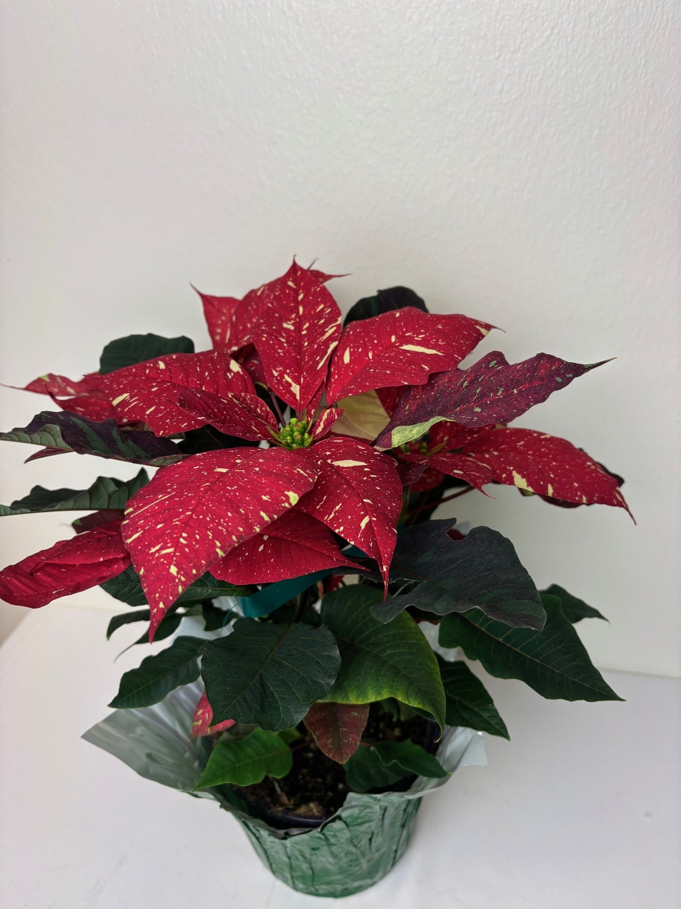 Poinsettia