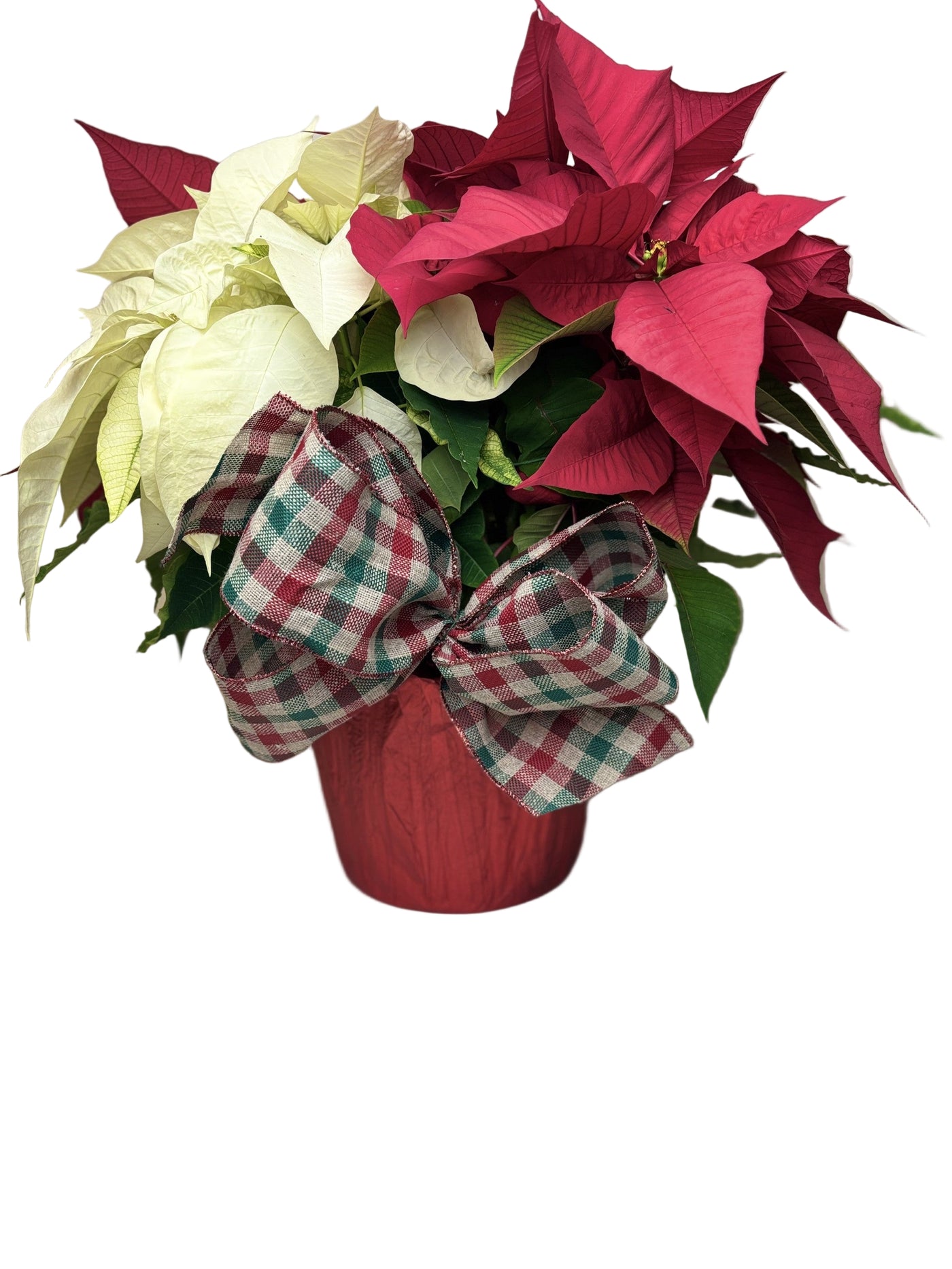 Poinsettia