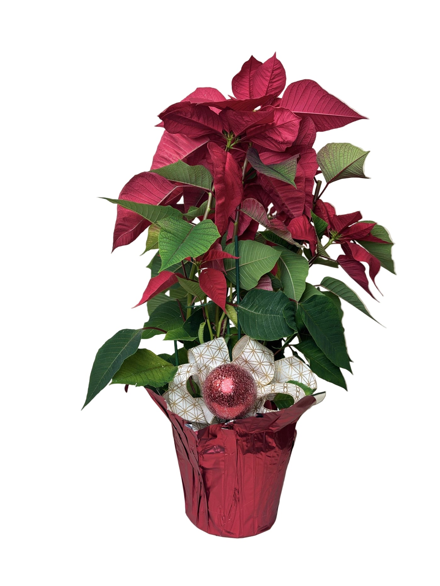 Poinsettia