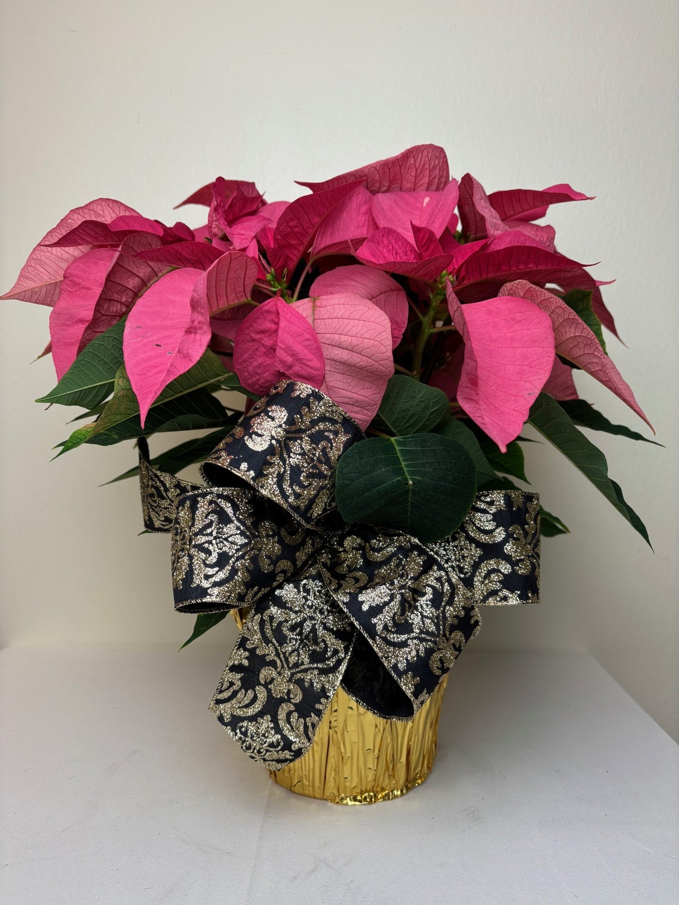 Poinsettia