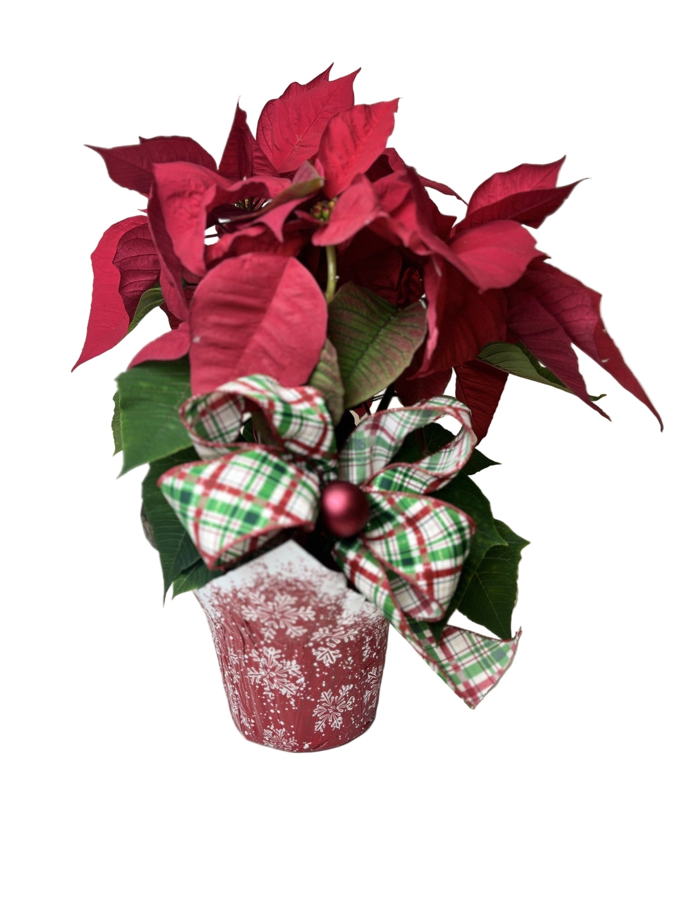 Poinsettia