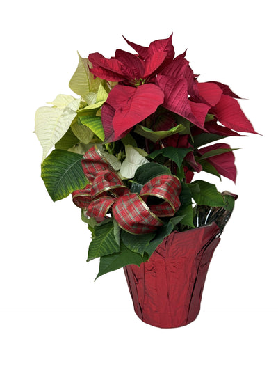 Poinsettia