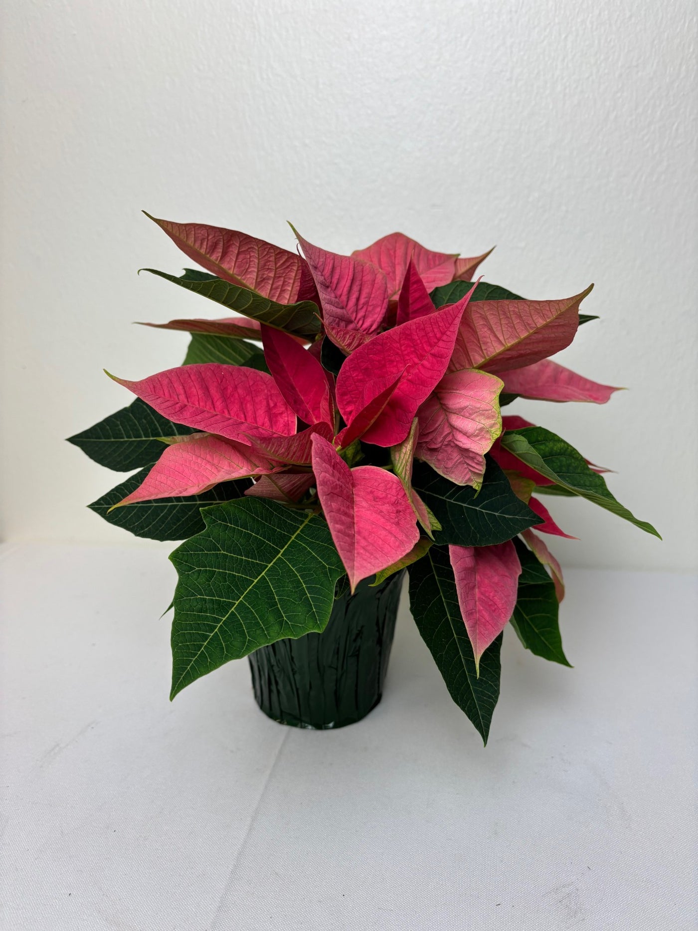 Poinsettia