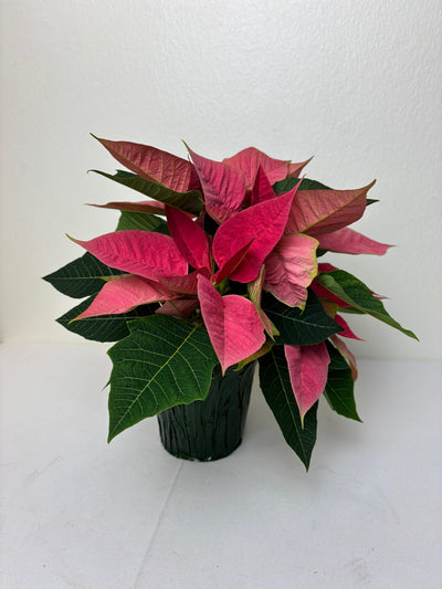 Poinsettia