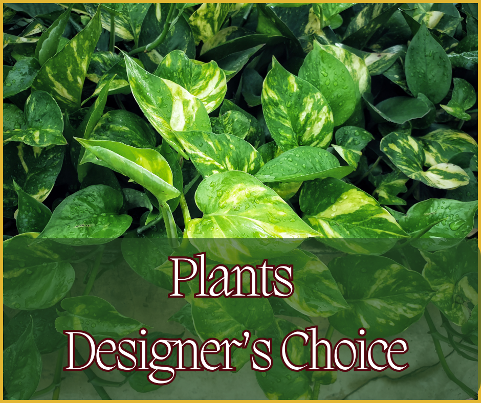 Plant Designer's Choice