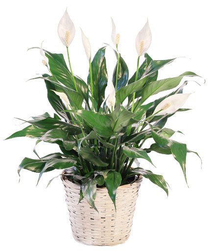 peace lily small plant Peace Lily Plant