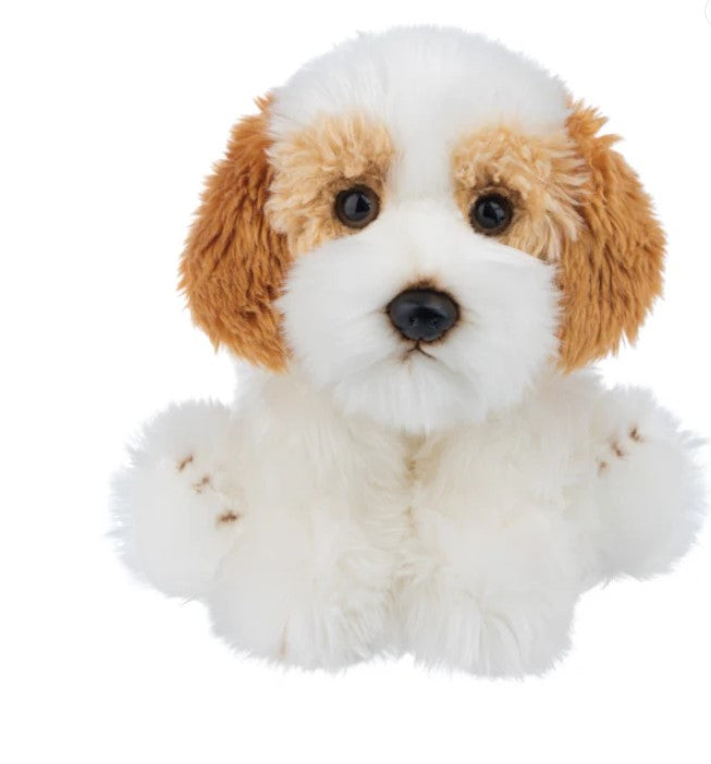 Cavachon