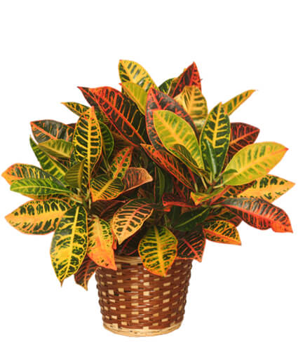 Colorful Croton Plant in Decorative Basket