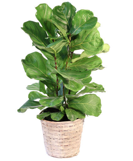 Fiddle Leaf Fig Plant in Decorative Basket