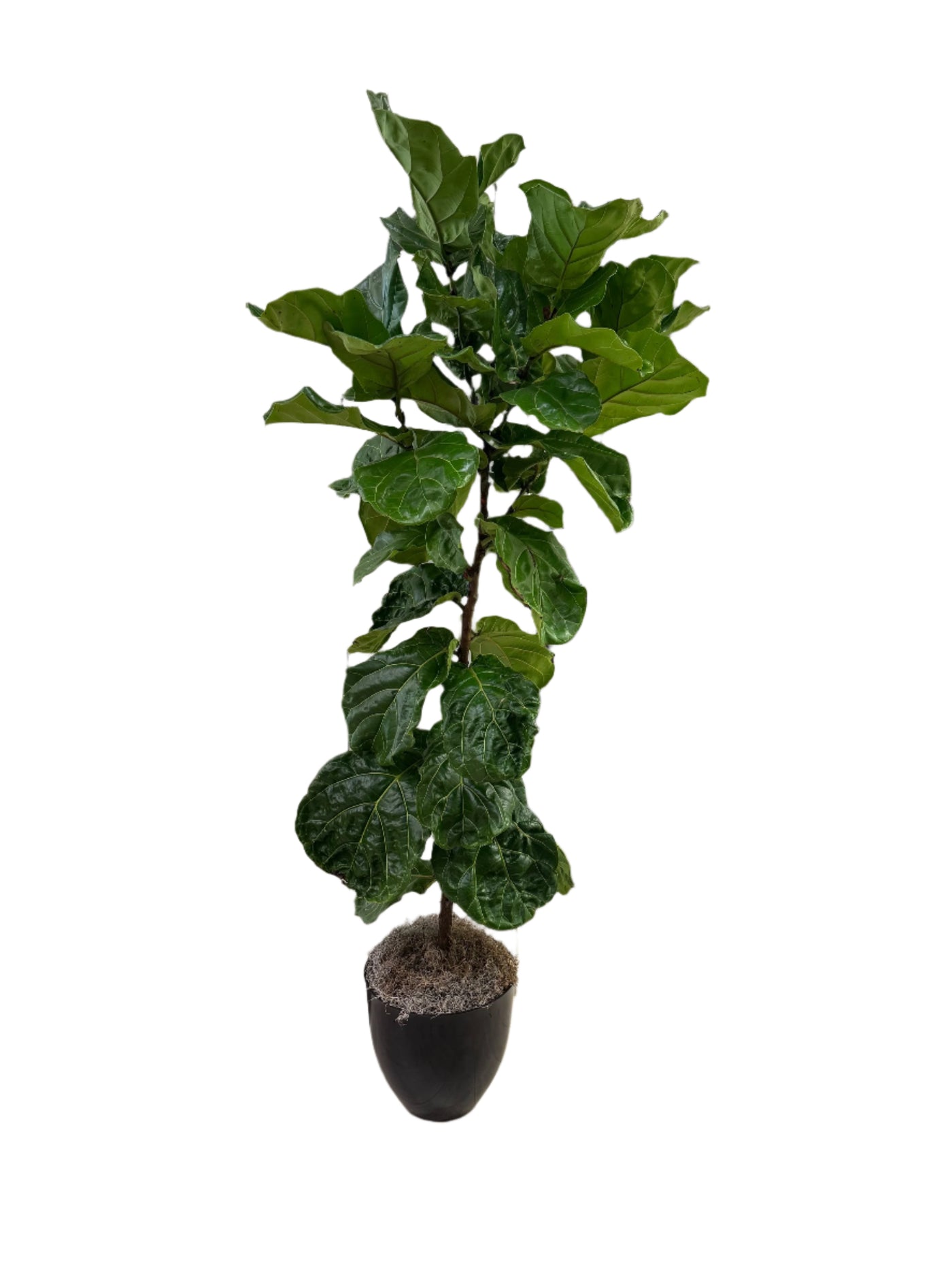 Fiddle leaf fig plant in a pot. 6 ft 3 in tall.