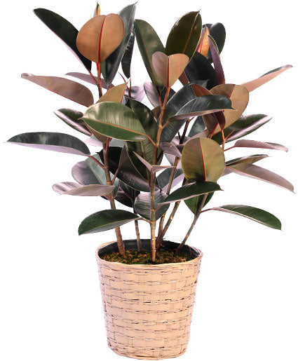 Rubber Plant in Woven Basket