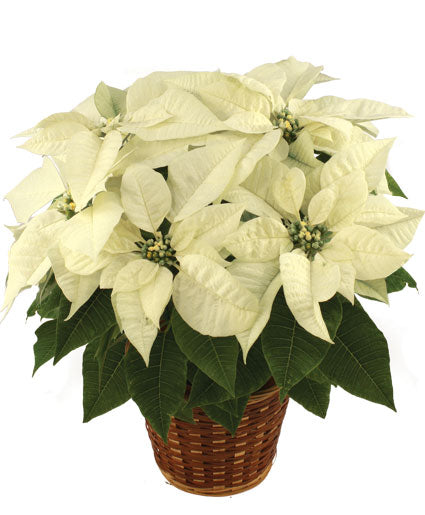 Poinsettia